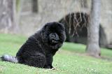 CHOW CHOW 734
